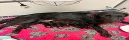 Flat Coated cani in vendita: Flat Coated Retriever cuccioli - Annuncio 1