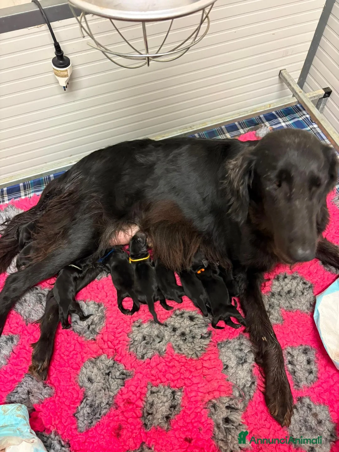 Flat Coated cani in vendita: Flat Coated Retriever cuccioli - Annuncio 1