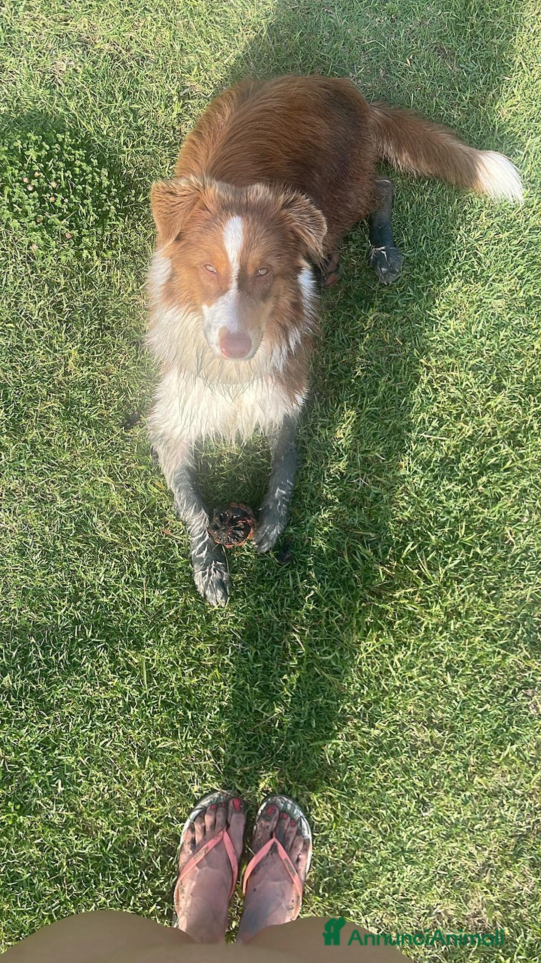 Australian Shepherd cani per accoppiamento: Pastore australiano  - Annuncio 38