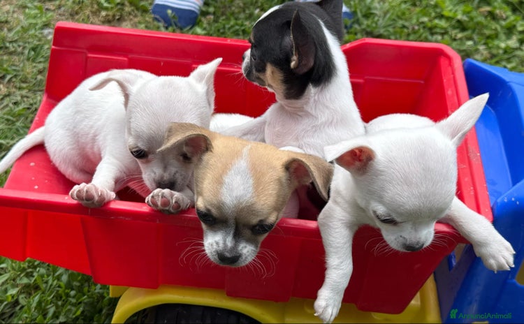 Chihuahua cani a Provincia di Rovigo - Annuncio 2