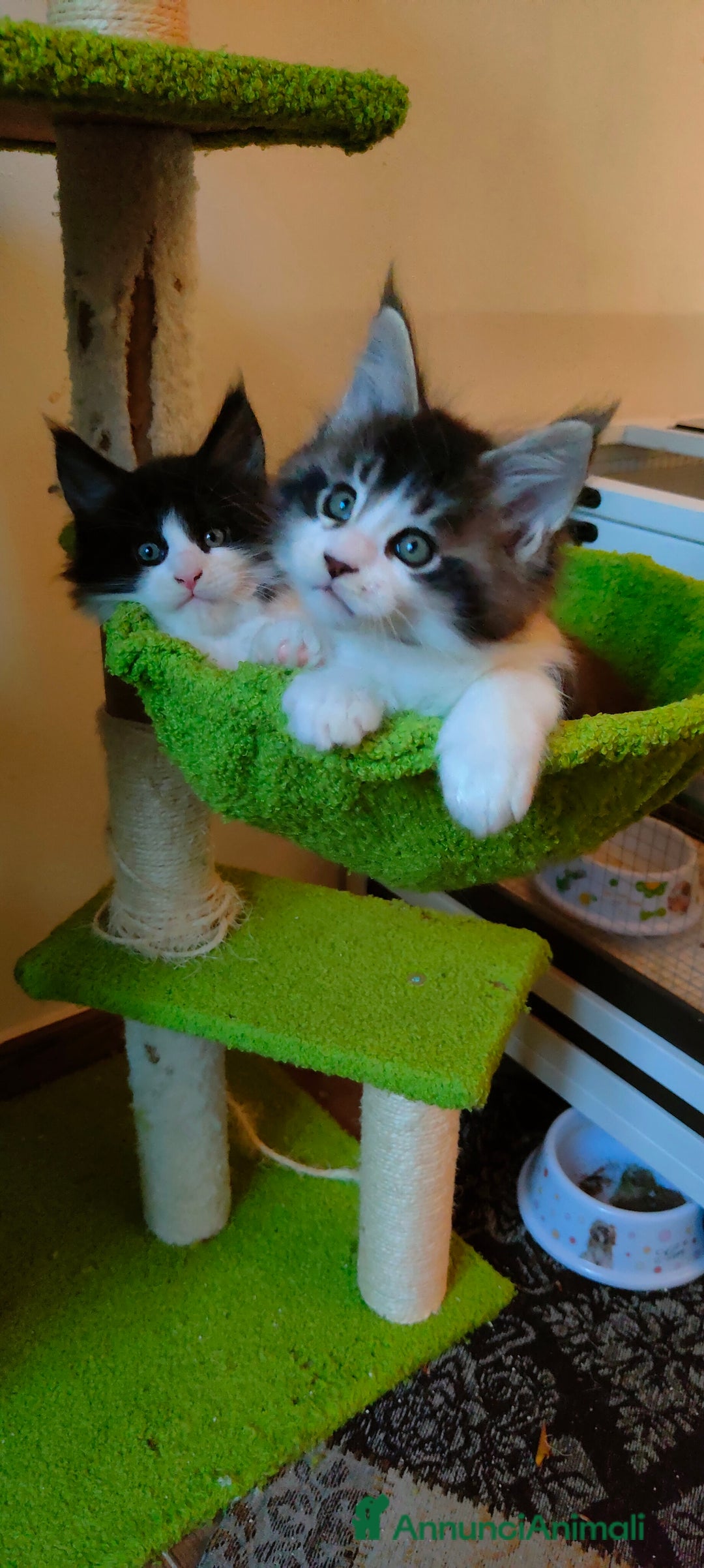 Maine Coon gatti in vendita: piccoli giganti Cattery - Annuncio 11