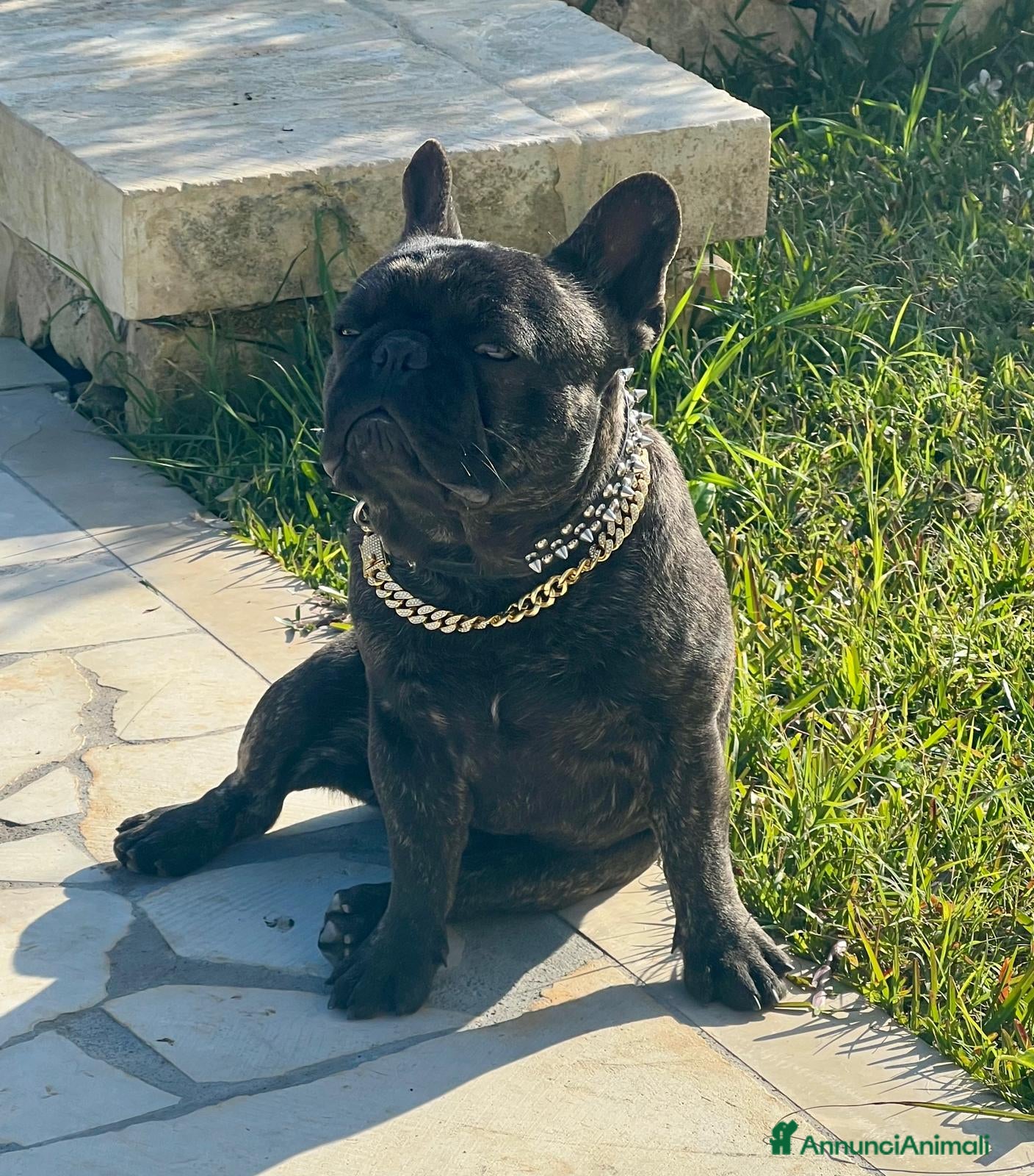 Bulldog Francese cani Monta bulldog francese pedigree Enci - Annuncio 1