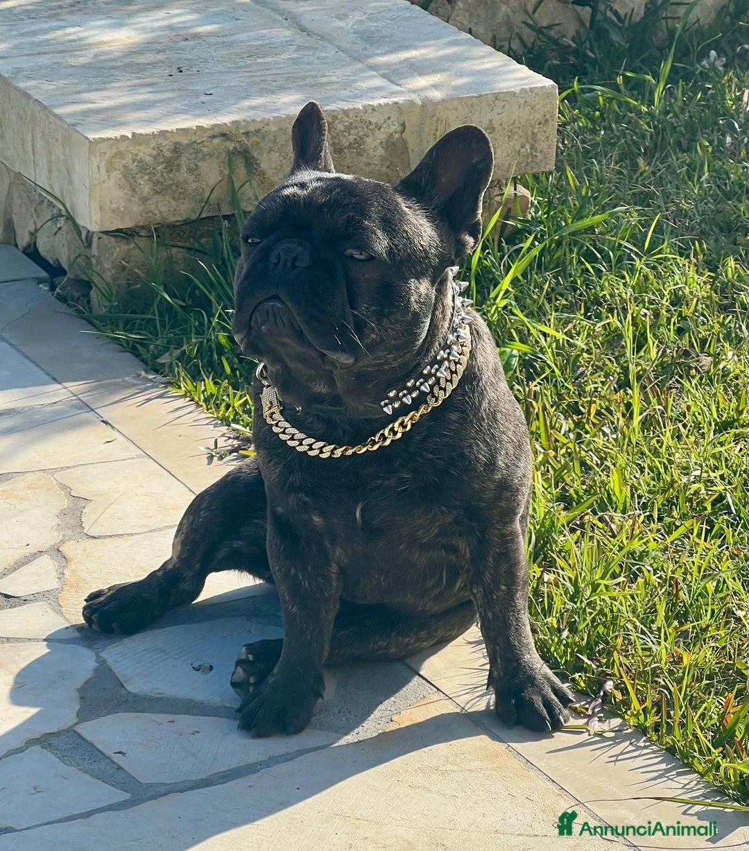 Bulldog Francese cani per accoppiamento: Monta bulldog francese pedigree Enci - Annuncio 1