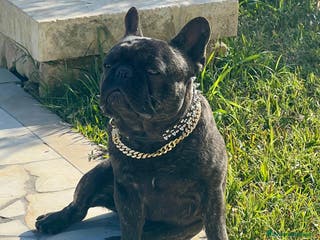 Bulldog Francese cani Monta bulldog francese pedigree Enci - Annuncio 6