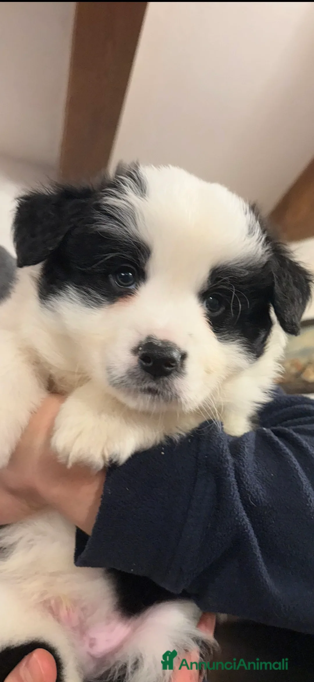 Border Collie cani in vendita: Border collie con pedigree  - Annuncio 6