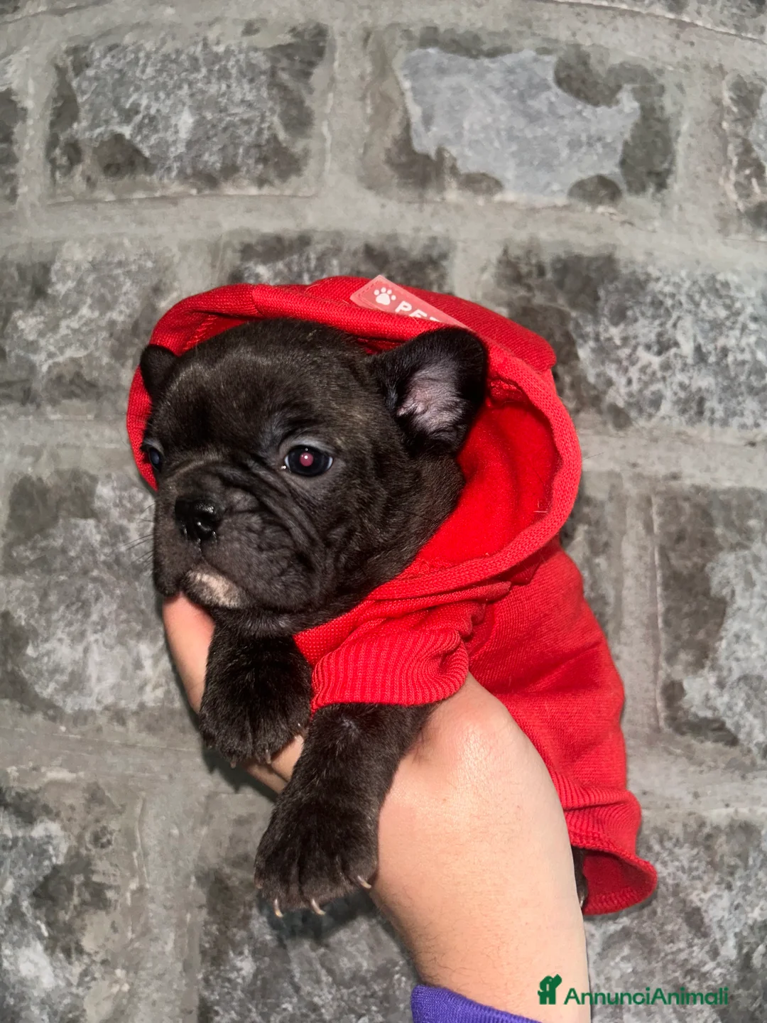 Bulldog Francese cani in vendita: baby bulldog francese  - Annuncio 4