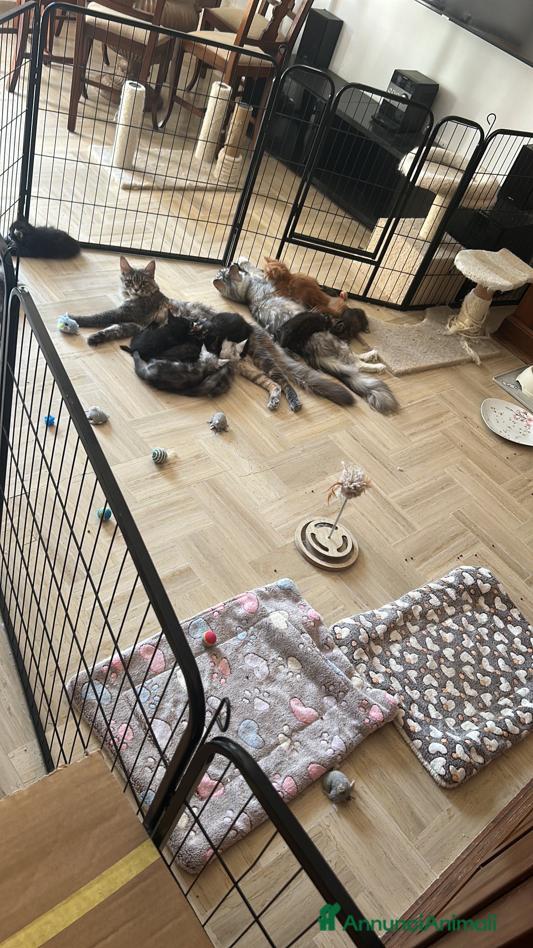 Maine Coon gatti in vendita: Maine Coon pedigree Anfi a Provincia di Modena - Immagine 35