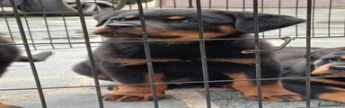 Rottweiler 1