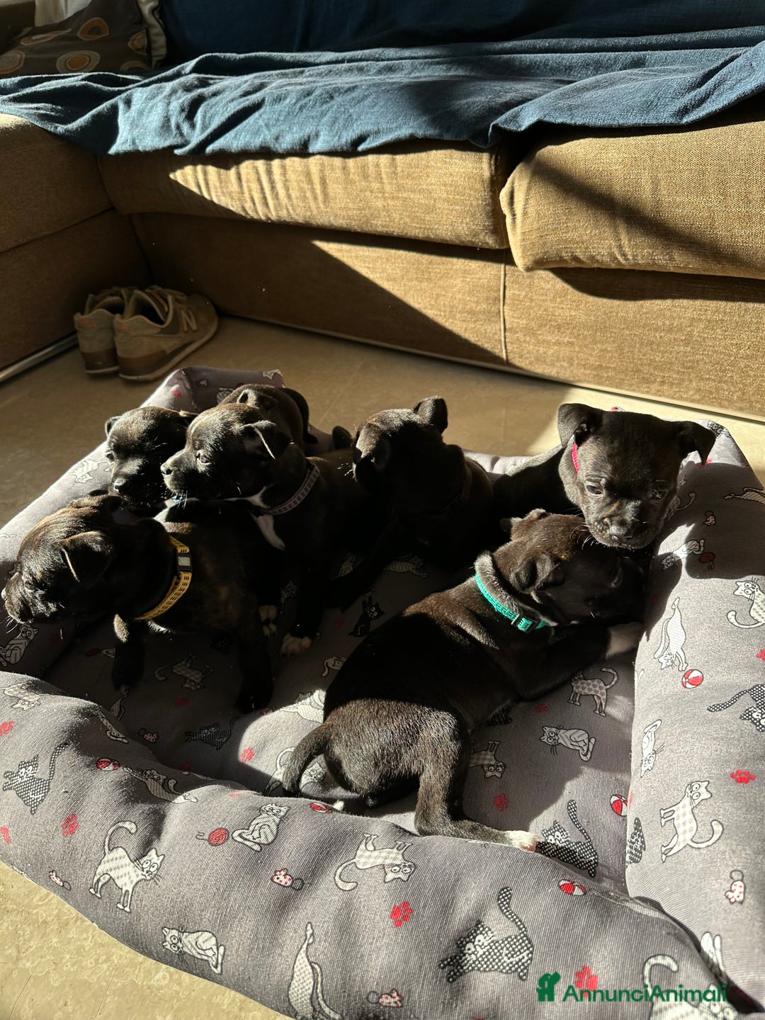 Staffordshire cani in vendita: Staffordshire Bull Terrier (Staffy) - Annuncio 12