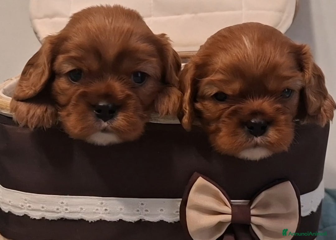 Cavalier King cani in vendita: Cucciole di Cavalier King ruby pedigree e affisso - Annuncio 7