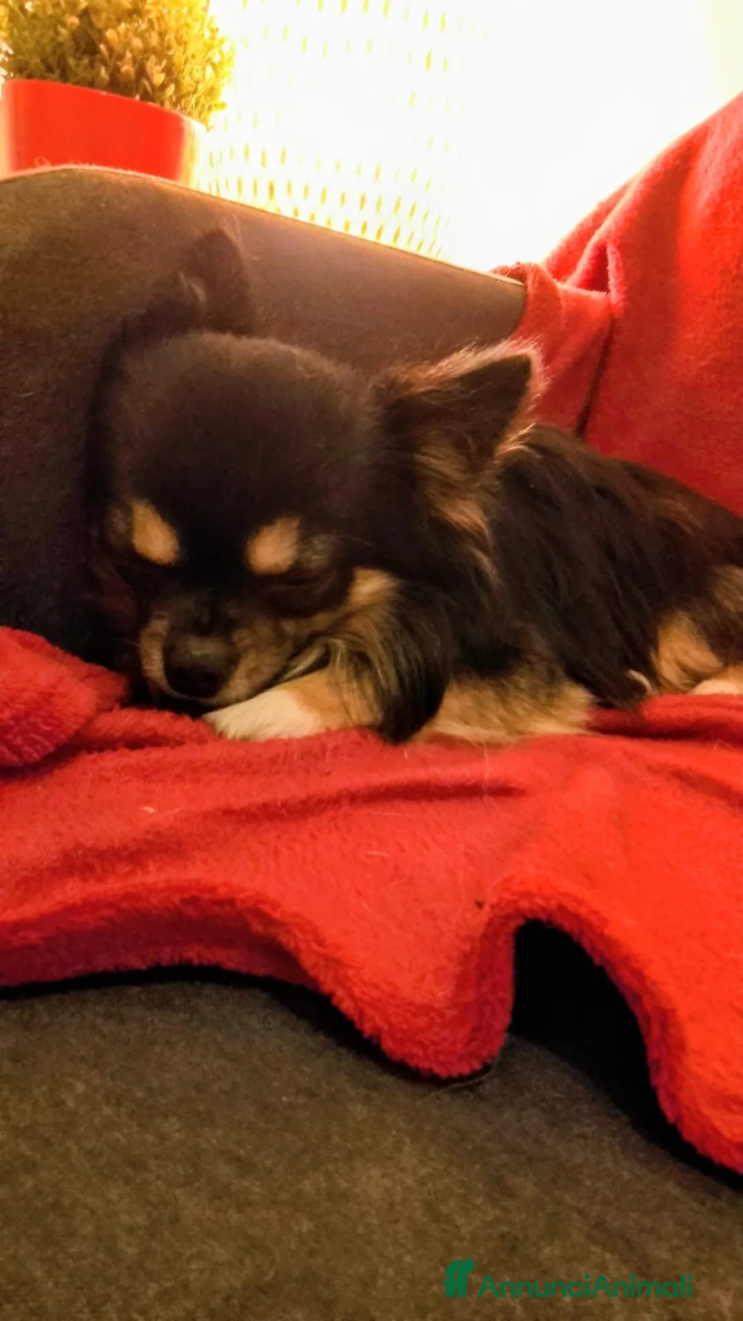 Chihuahua cani in regalo: 3 Chihuahua in adozione a Città metropolitana di Roma Capitale - Annuncio 3
