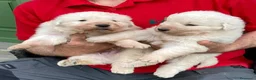 Pastore Abbruzzese Maremmano cani in vendita: Cuccioli di pastore Abruzzese Maremmano  - Annuncio 5