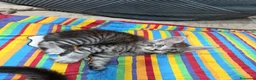 Maine Coon gatti in vendita: Dolcissimi cuccioli  - Annuncio 9