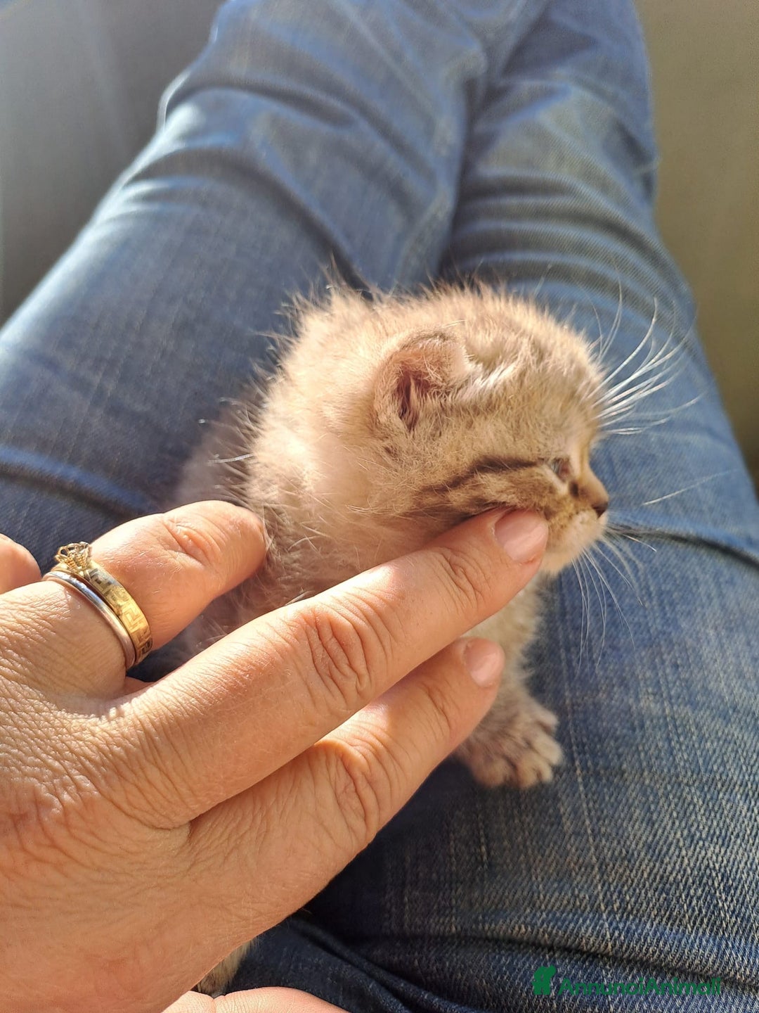 Scottish gatti in vendita: Fantastici Gattini Scottish Straight  - Annuncio 5