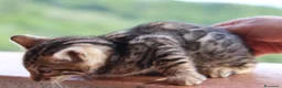Bengala gatti in vendita: Cuccioli Bengala a Provincia di Cosenza - Annuncio 27