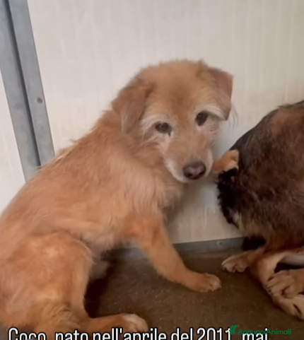 Meticcio cani ADOZ.DEL💔:trema povero anzianocol compagno di box - Annuncio 3