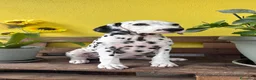 Dalmata cani in vendita: Cuccioli di Dalmata con Pedigree ENCI - Annuncio 3