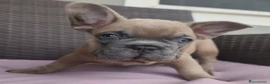 Bulldog Francese 1