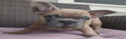 Bulldog Francese cani in vendita: Bulldog francese  - Annuncio 14