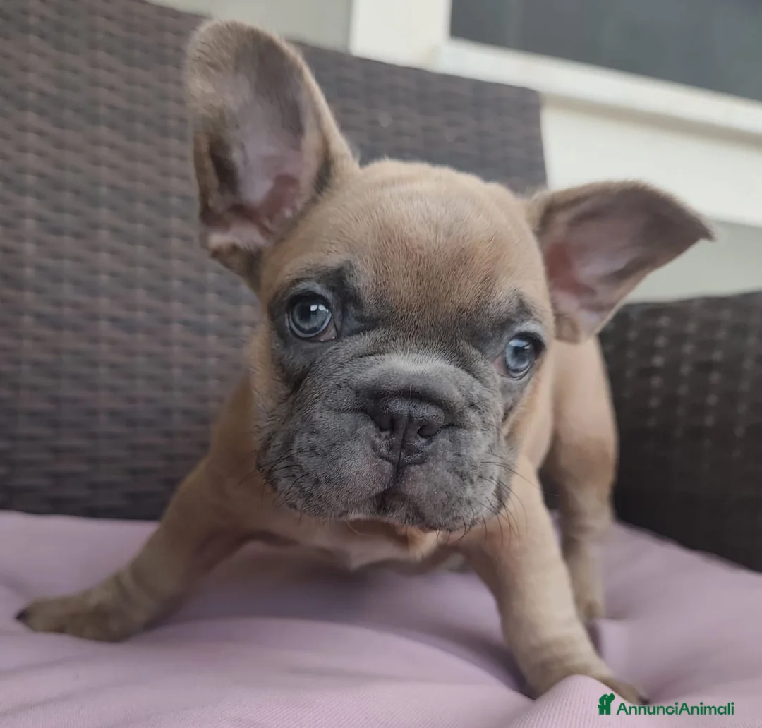 Bulldog Francese cani in vendita: Bulldog francese  - Annuncio 14