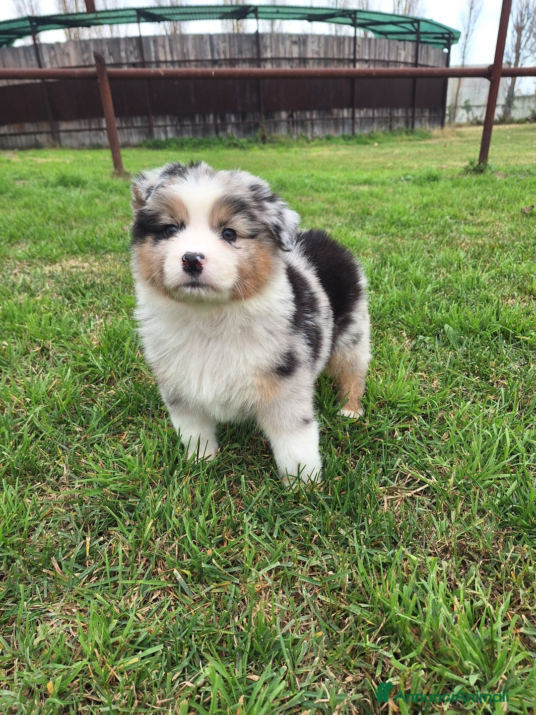 Australian Shepherd cani in vendita: Cucciole di Pastore Australiano  - Annuncio 2