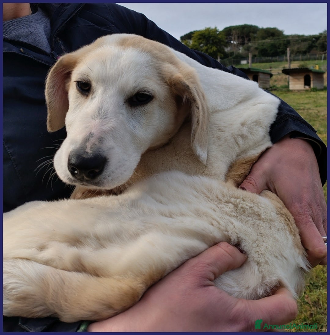 Meticcio cani in regalo: CACIARA, CUCCIOLETTA 3 MESI E MEZZO, PIENA DI GIOI a Città metropolitana di Milano - Annuncio 12