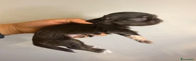 Chihuahua 4