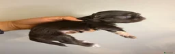 Chihuahua cani in vendita: Cucciolo chihuahua a Pelo lungo  - Annuncio 4