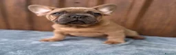 Bulldog Francese cani in vendita: Bulldog francese blu and tan - Annuncio 7