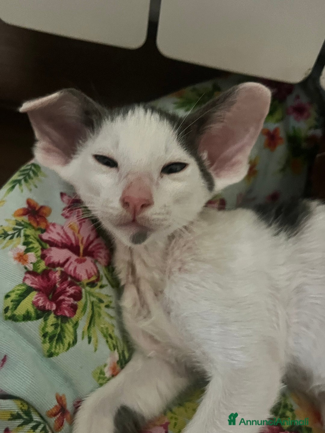 Siamese gatti in vendita: Gatti Orientali - Annuncio 5