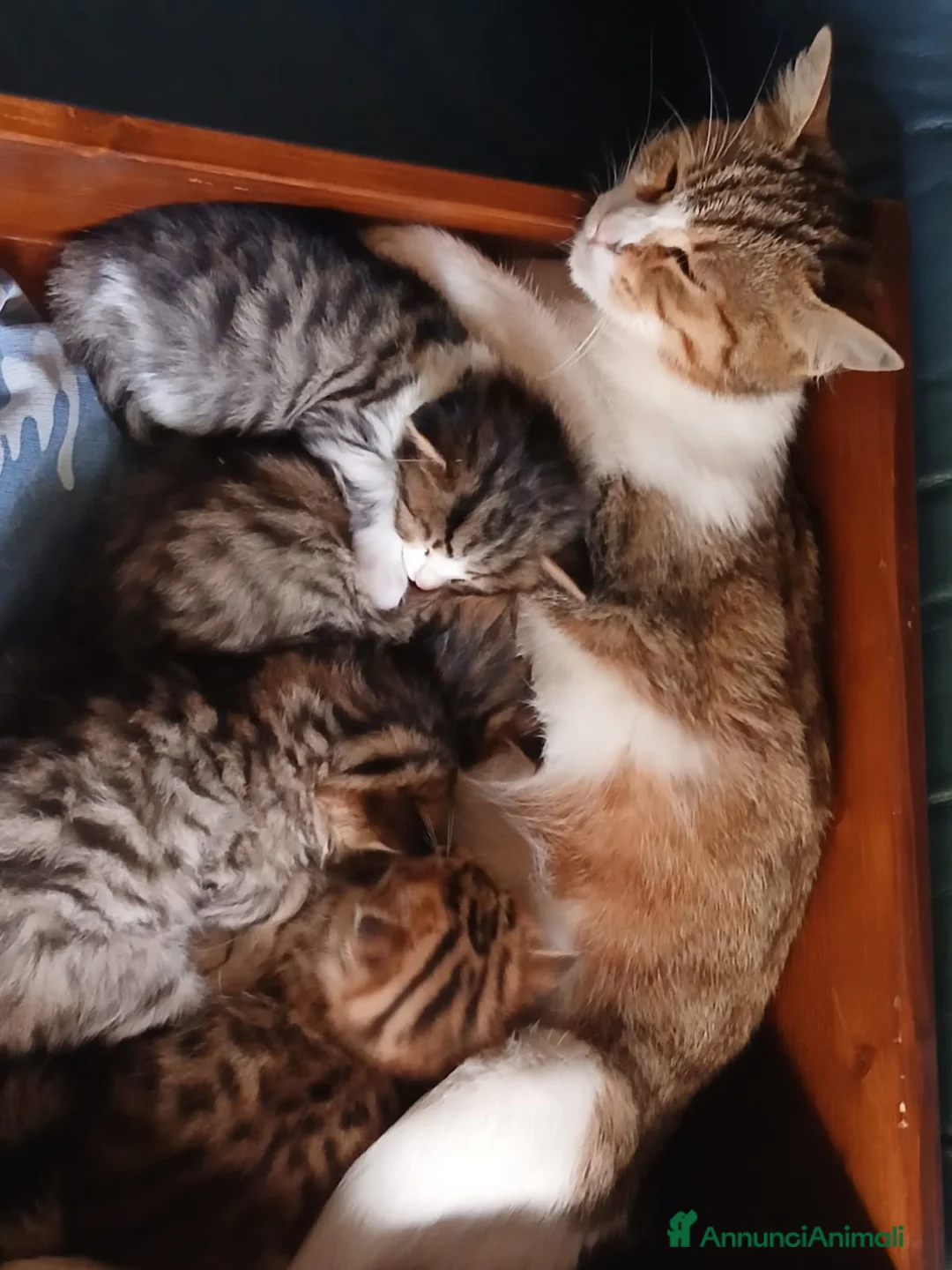 Bengala gatti in vendita: Bengalesi calico van - Annuncio 1