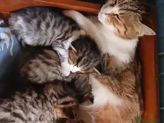 Bengala gatti Bengalesi calico van - Annuncio 2