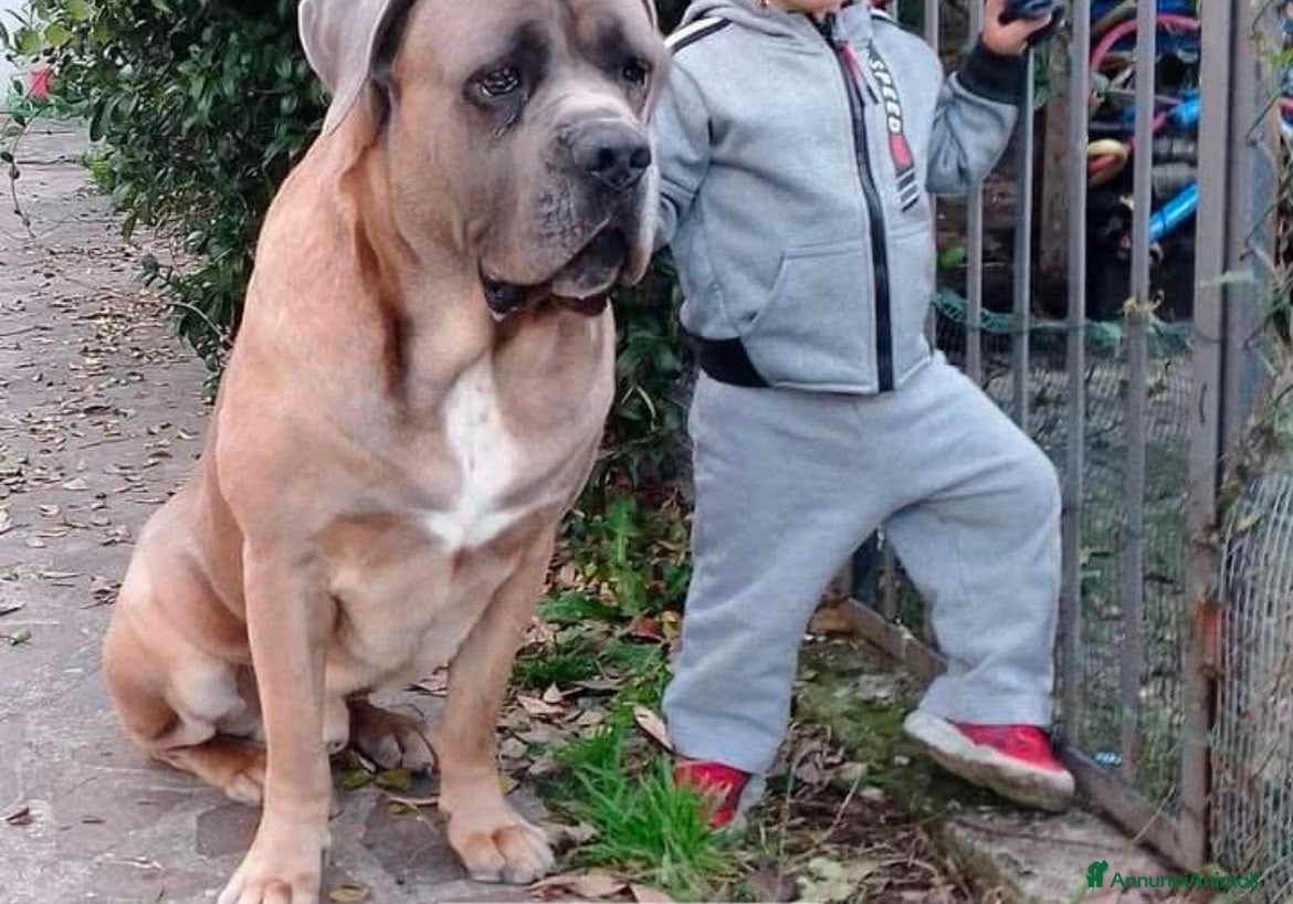 Cane Corso cani Regalo cane corso  - Annuncio 1
