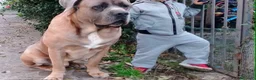 Cane Corso cani in regalo: Regalo cane corso  a Provincia di Sondrio - Annuncio 1