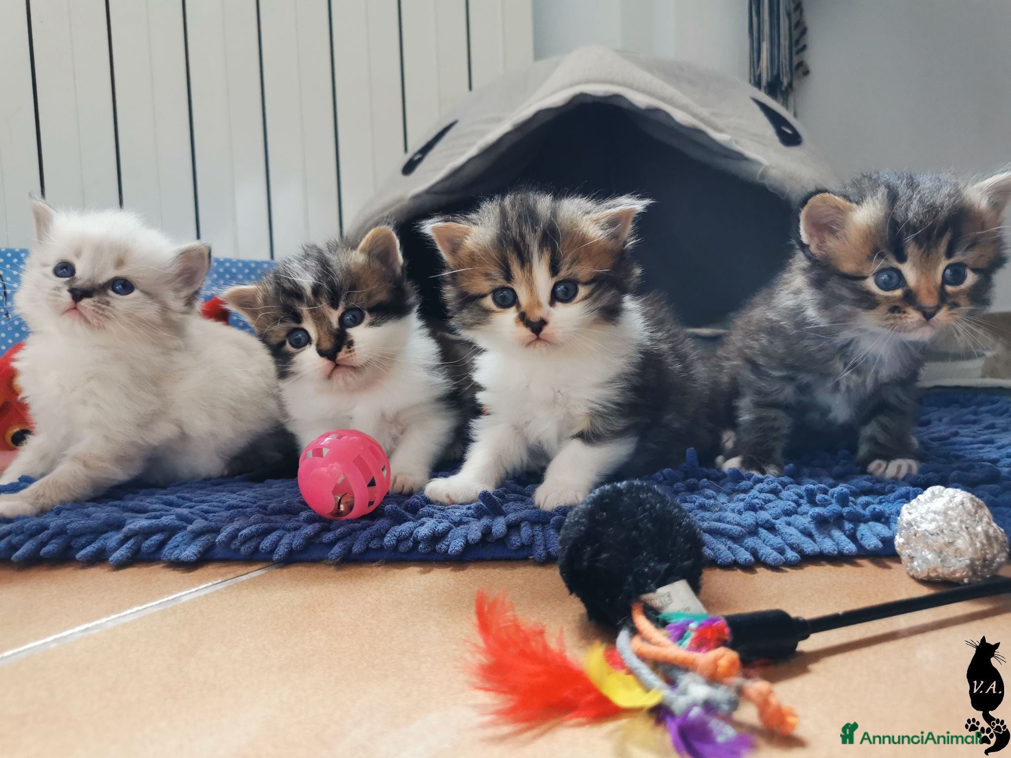 Siberiano gatti Cuccioli gattini siberiani - Annuncio 1