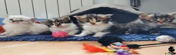 Siberiano gatti in vendita: Cuccioli gattini siberiani - Annuncio 1