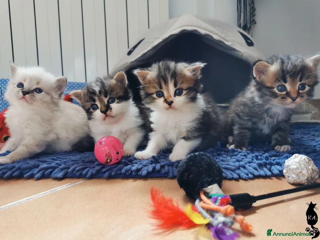 Siberiano gatti in vendita: Cuccioli gattini siberiani - Annuncio 1