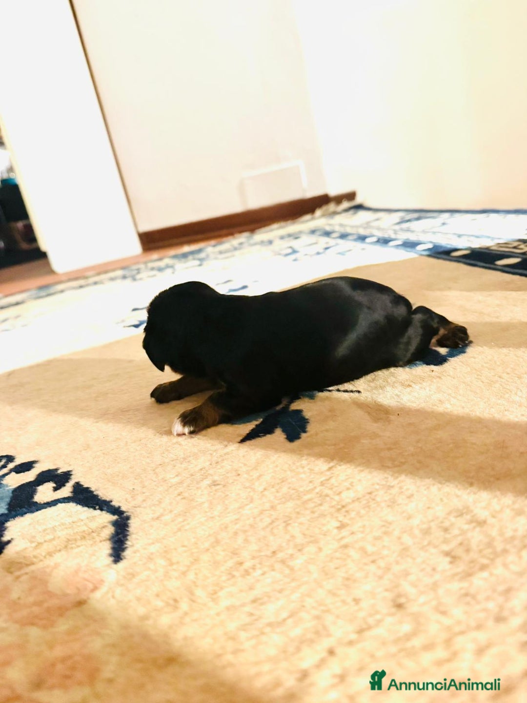 Cavalier King cani in vendita: King cavaglier - Annuncio 2