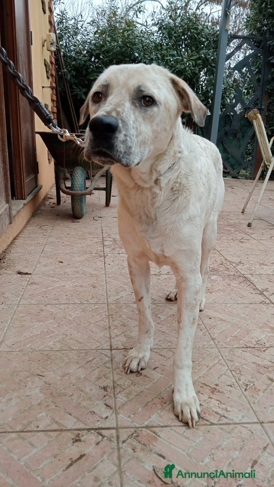 Meticcio cani in regalo: AIUTIAMO BENNY - Annuncio 4