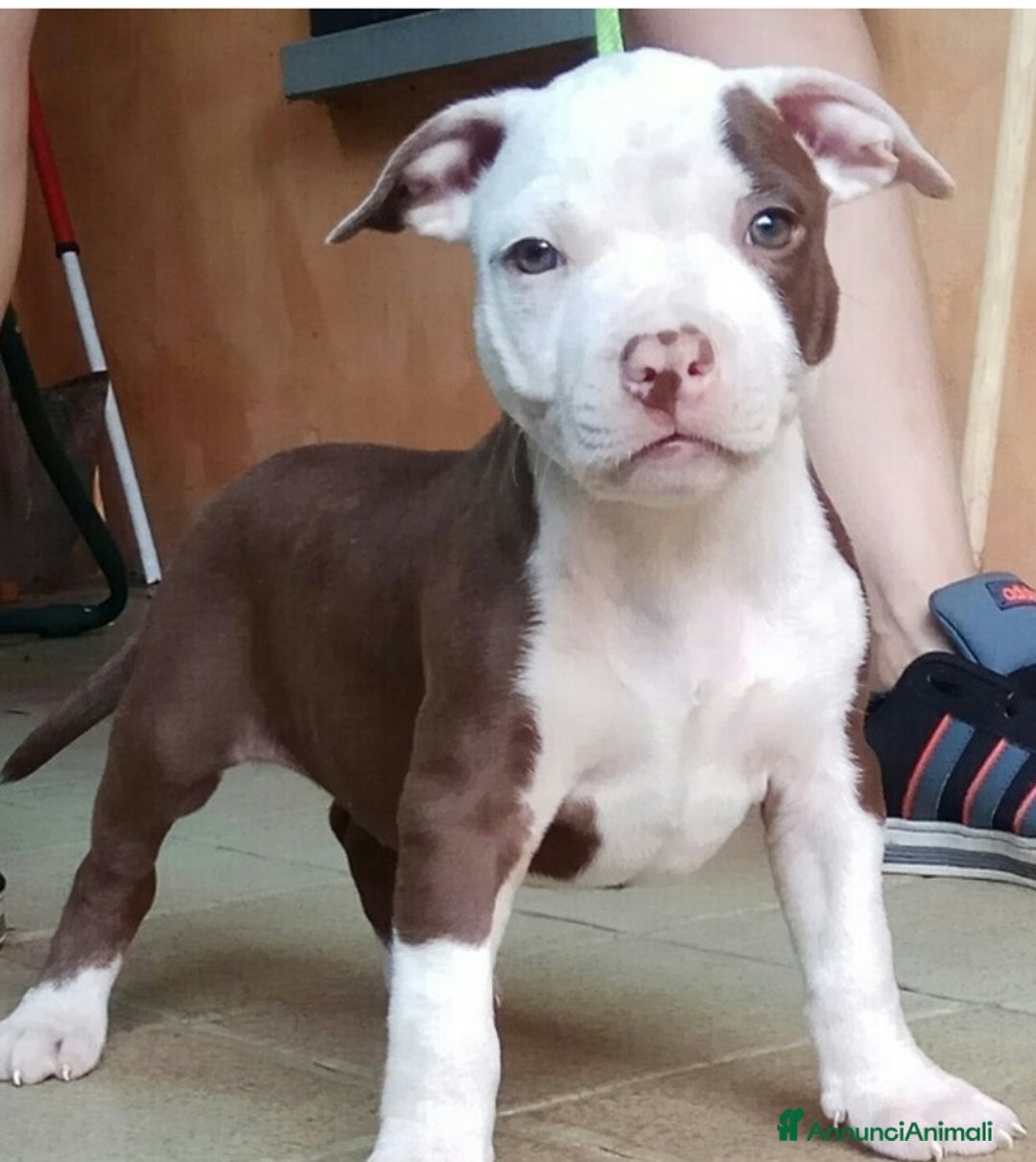 Pitbull cani in vendita: Ultimi tre cuccioli di Pitbull disponibili subito a Provincia di Varese - Immagine 2