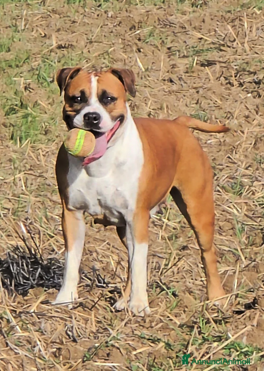 American Staffordshire cani in vendita: Cuccioli Amstaff - Annuncio 2