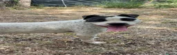Meticcio cani in regalo: 2 anni, Dolcissima, mini mollossina.  - Annuncio 10