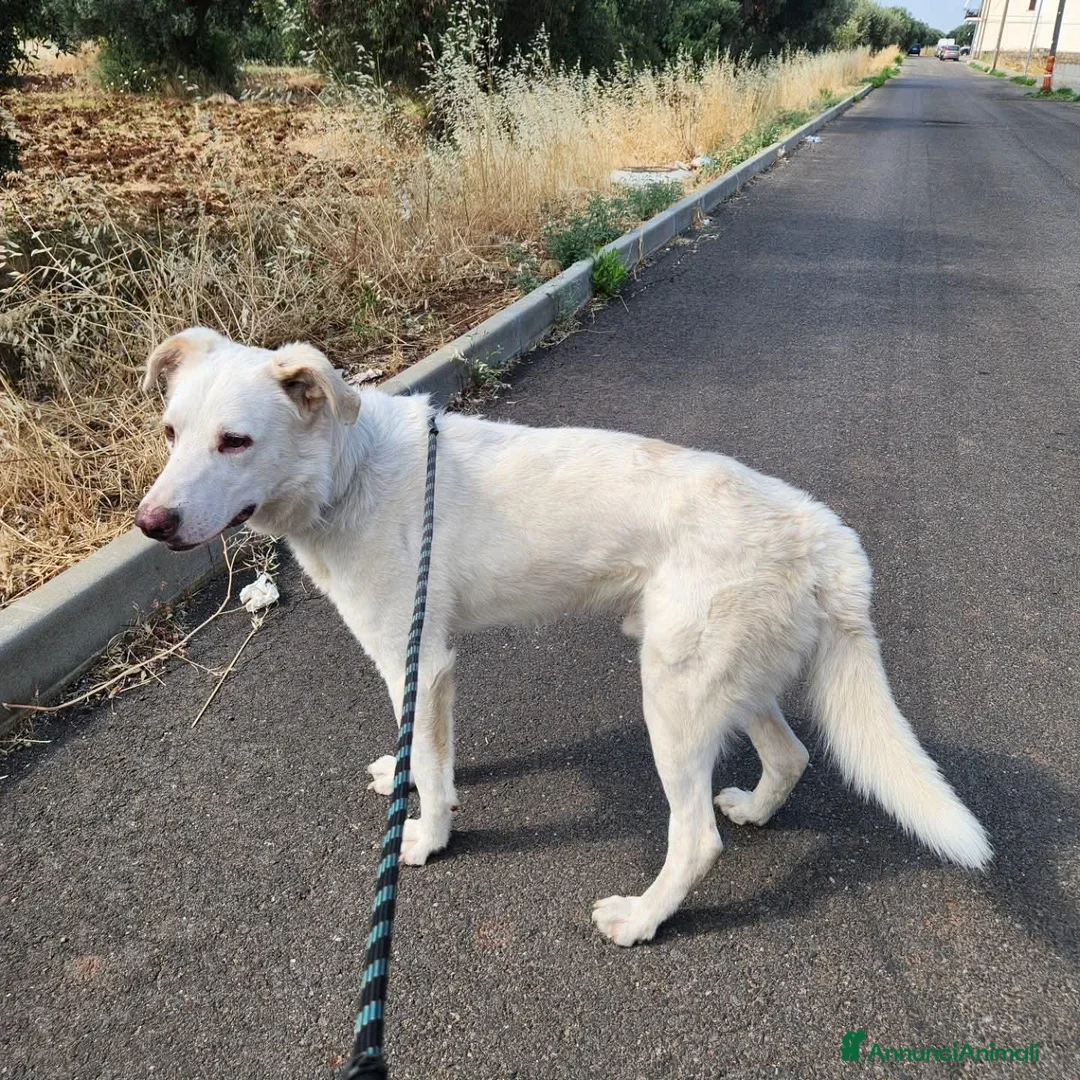 Meticcio cani in regalo: Liam 4anni ok gatti DAL RIFUGIO AL GARAGE!CALABRIA - Annuncio 2