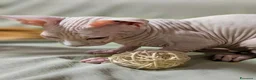 Sphynx gatti in vendita: 2 Gattini Canadian Sphynx con PEDIGREE - Annuncio 9