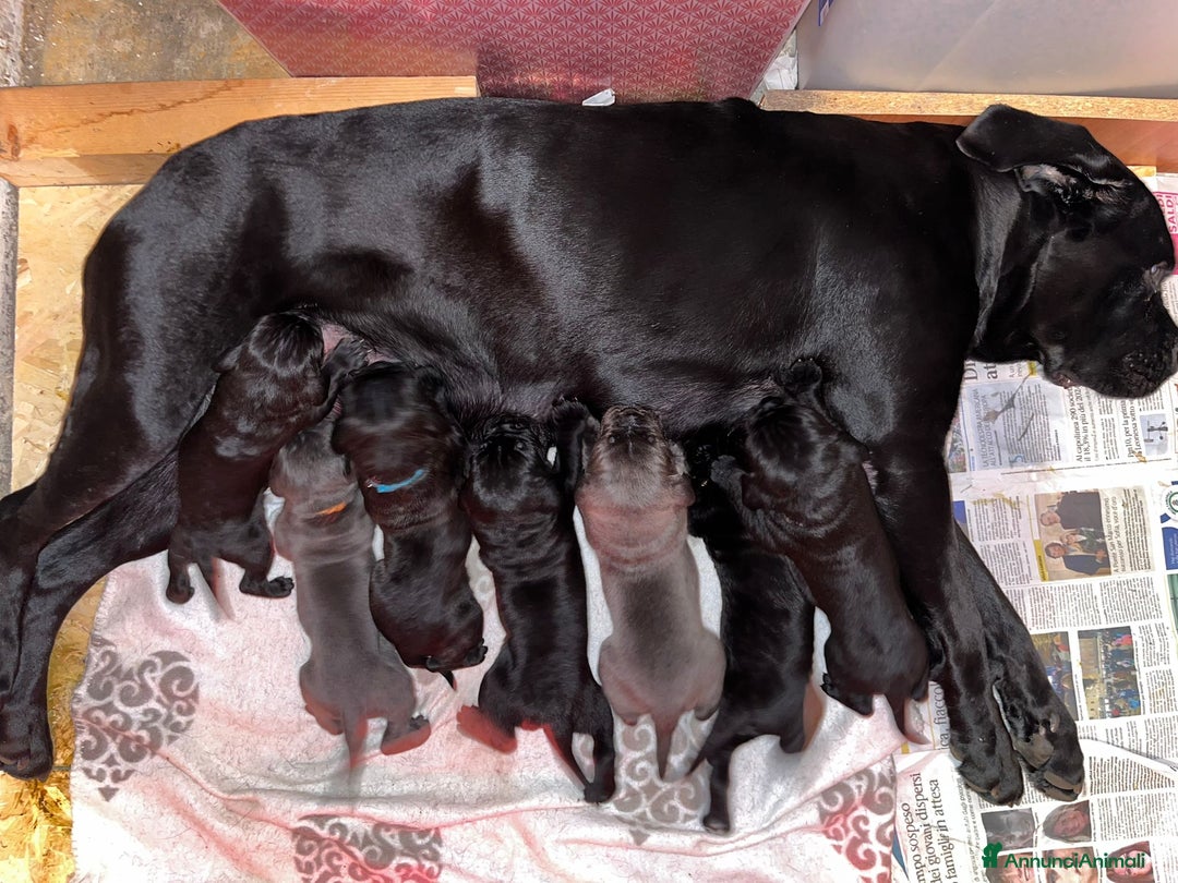 Cane Corso cani in vendita: Cuccioli cane corso - Annuncio 3