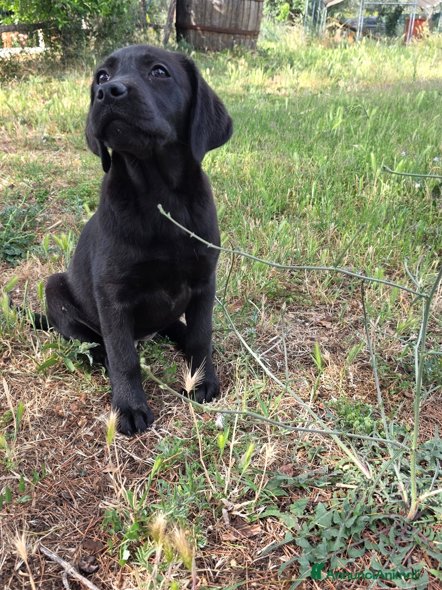 Labrador cani in vendita: Cucciola Labrador con pedigree Enci - Annuncio 4