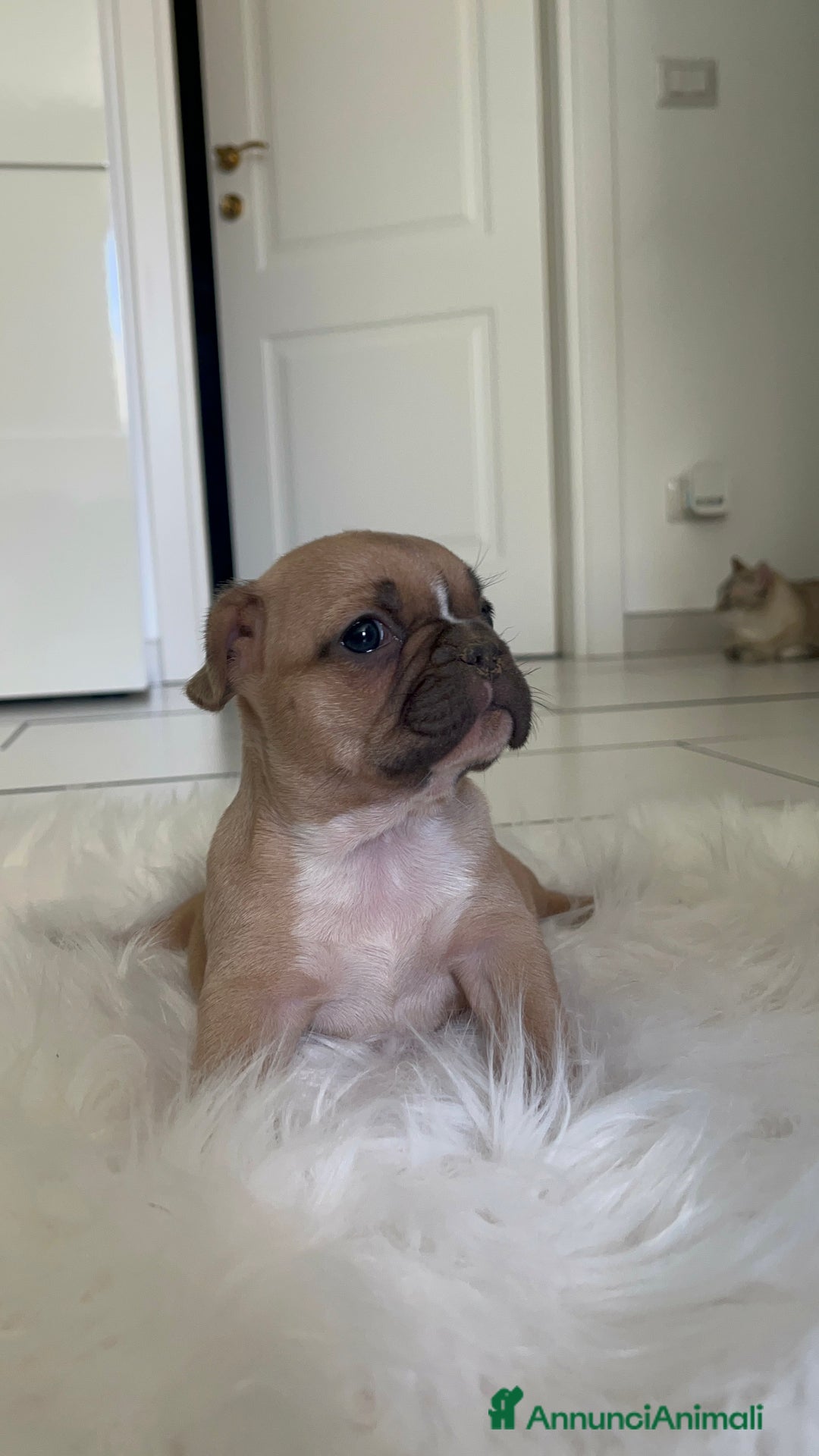 Bulldog Francese cani in vendita: Ultimi 2 cuccioli di bulldog francese  a Città metropolitana di Catania - Immagine 1