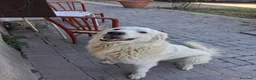 Pastore Abbruzzese Maremmano cani in regalo: Maremmano in regalo - Annuncio 1