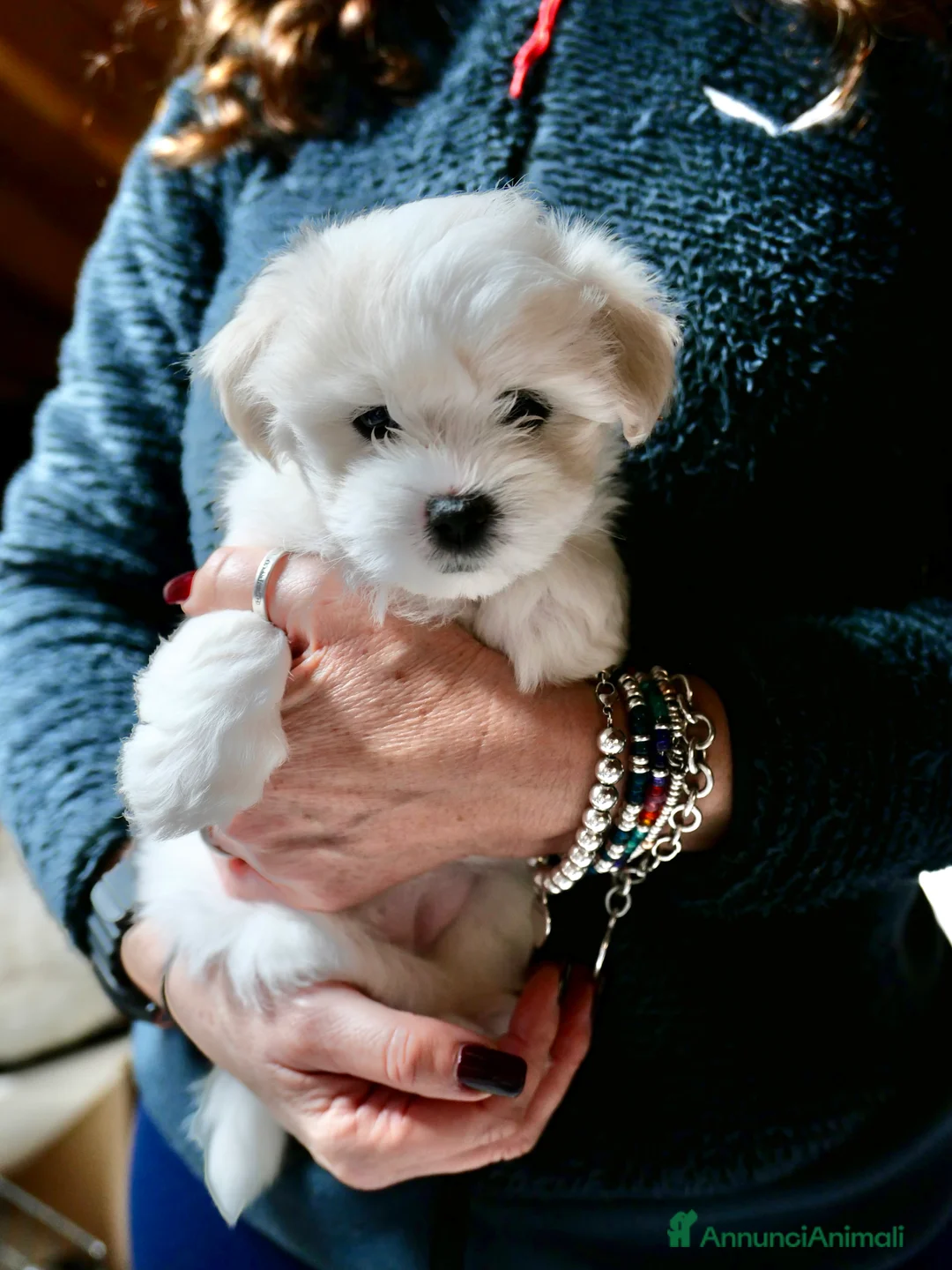 Coton de Tulear cani in vendita: Cinque meravigliosi Coton de Tulear a Provincia di Verona - Annuncio 9