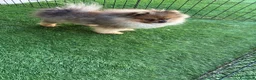 Spitz cani in vendita: Spitz di Pomerania nano a Città metropolitana di Palermo - Annuncio 4
